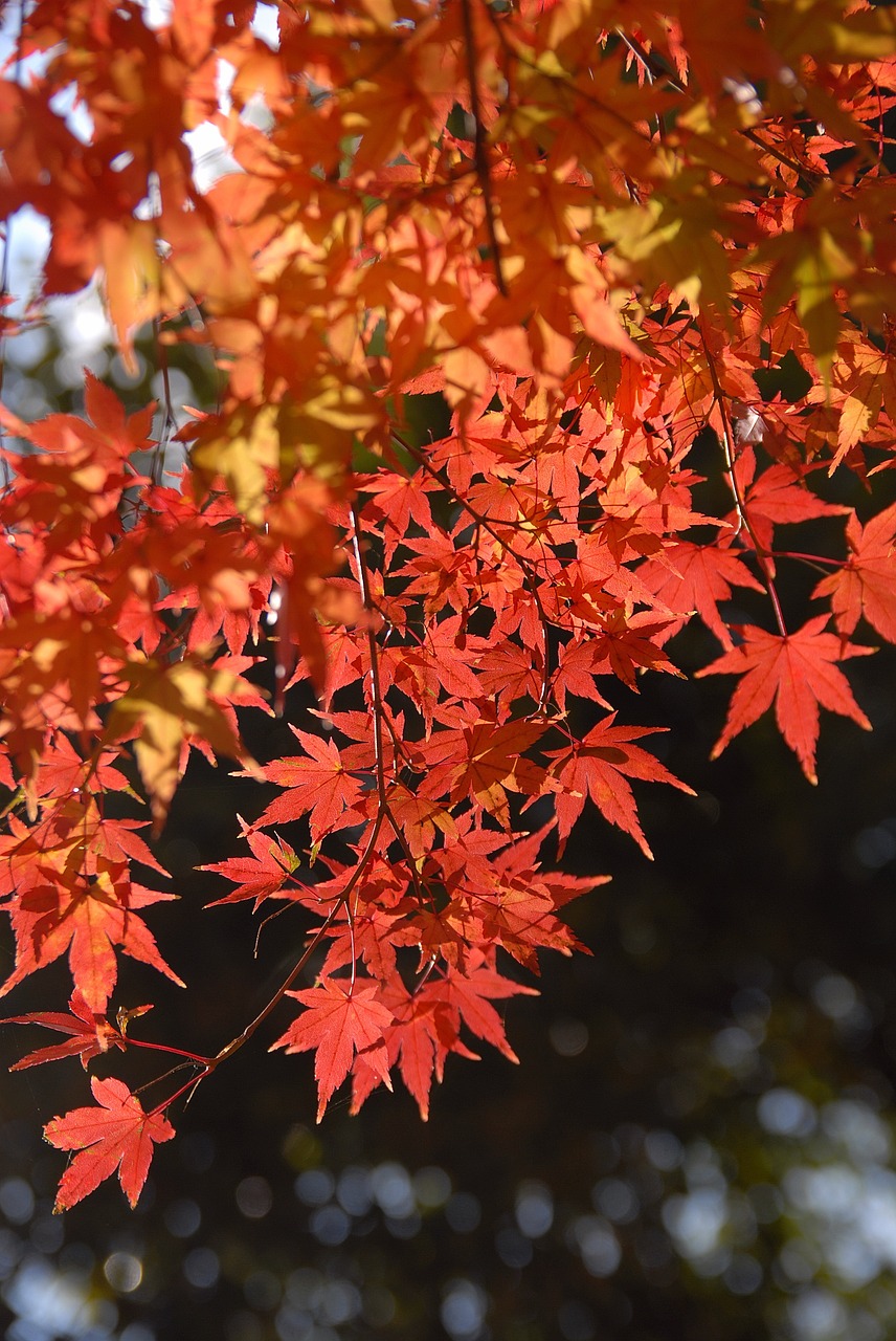 plant autumnal leaves light red free photo
