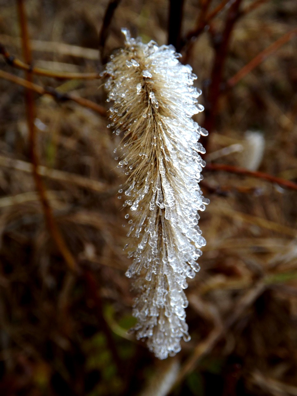 plant iced ice free photo