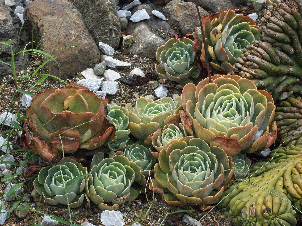 plant cactus desert free photo