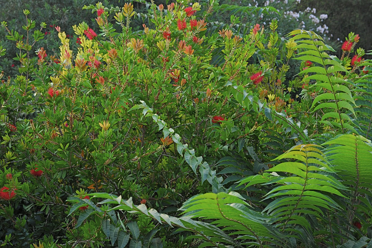 plant green nature free photo