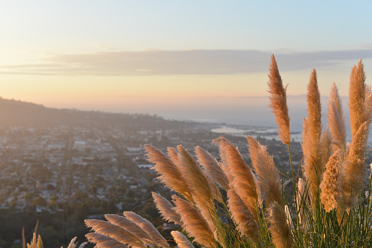 plant grass lookout free photo