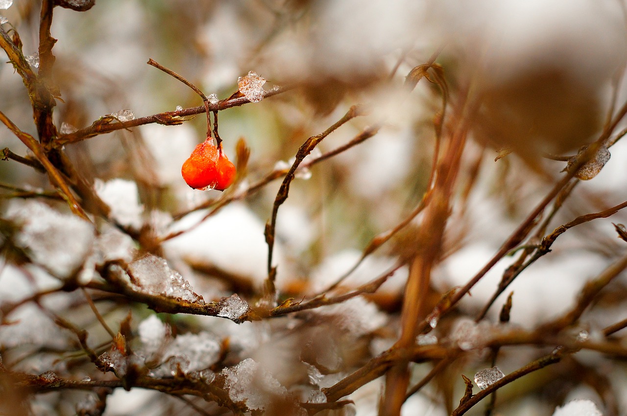 plant branches berries free photo