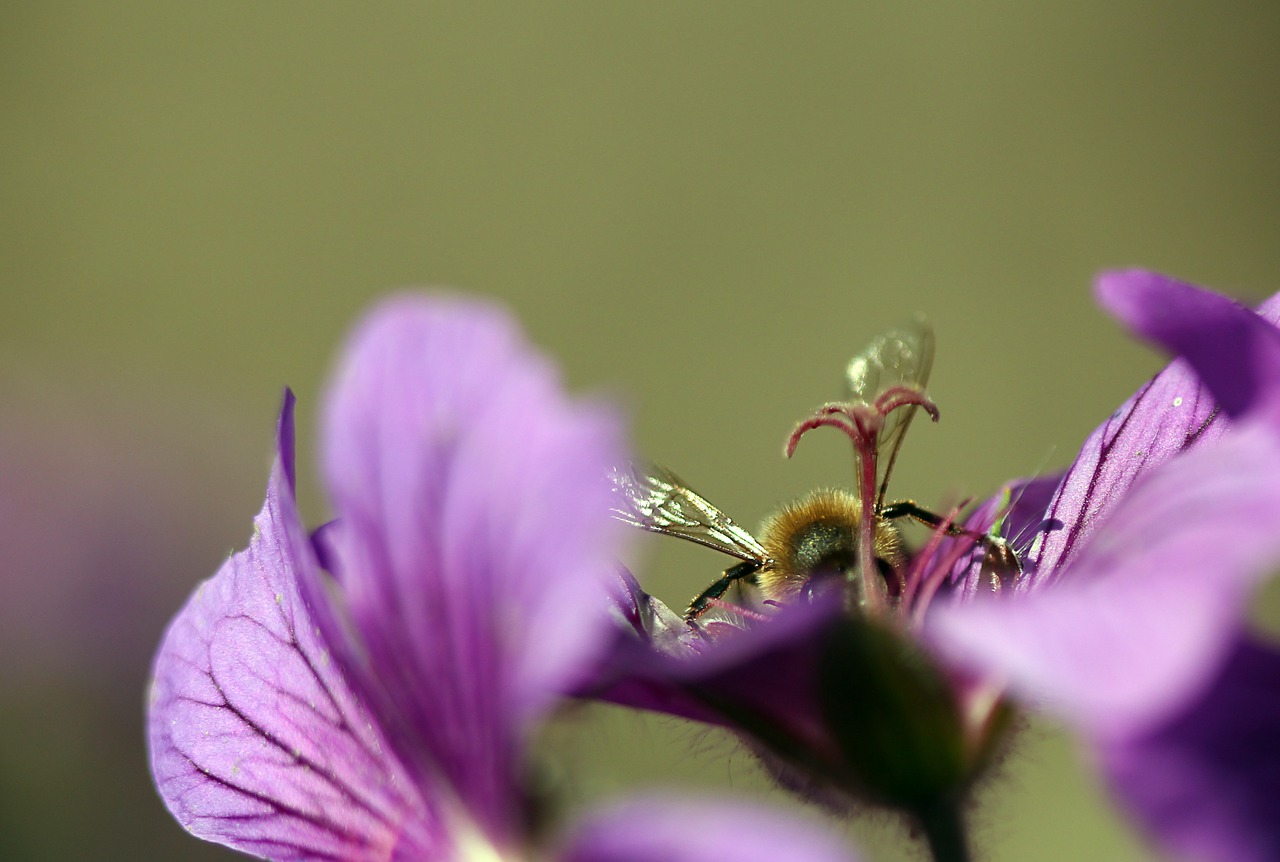 plant flower macro free photo