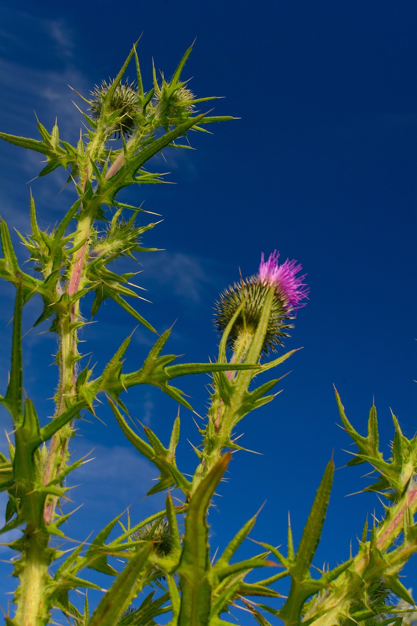 plant thistle sky free photo