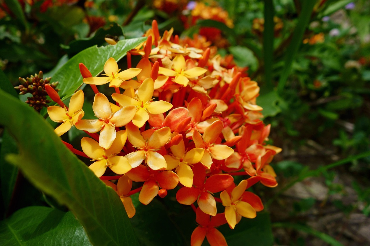 plant flower orange free photo