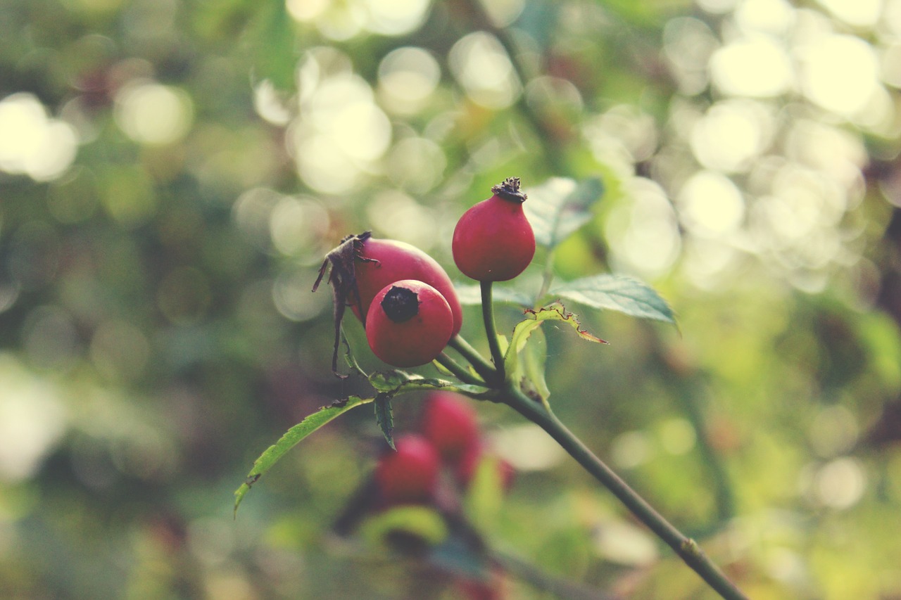 plant rose hip free photo