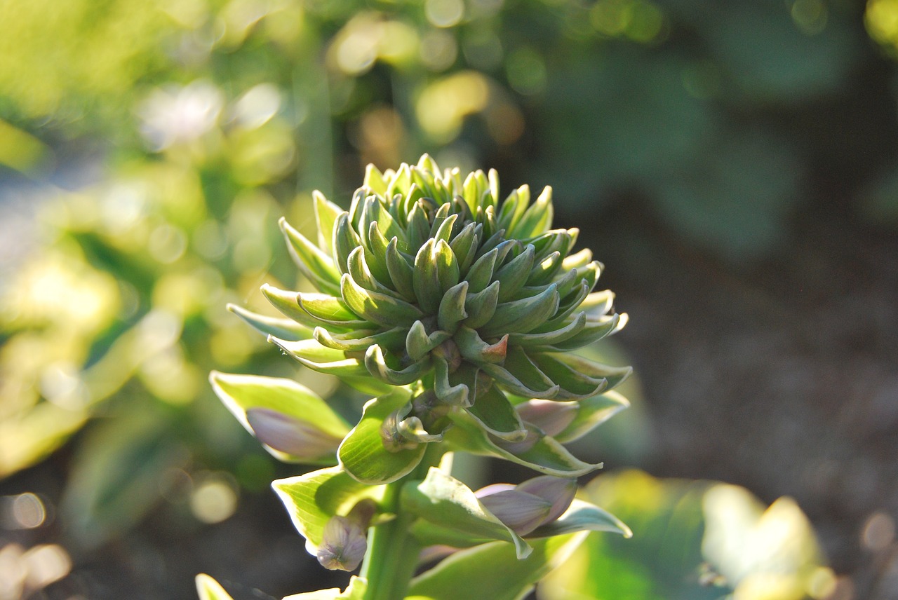 plant green spring free photo