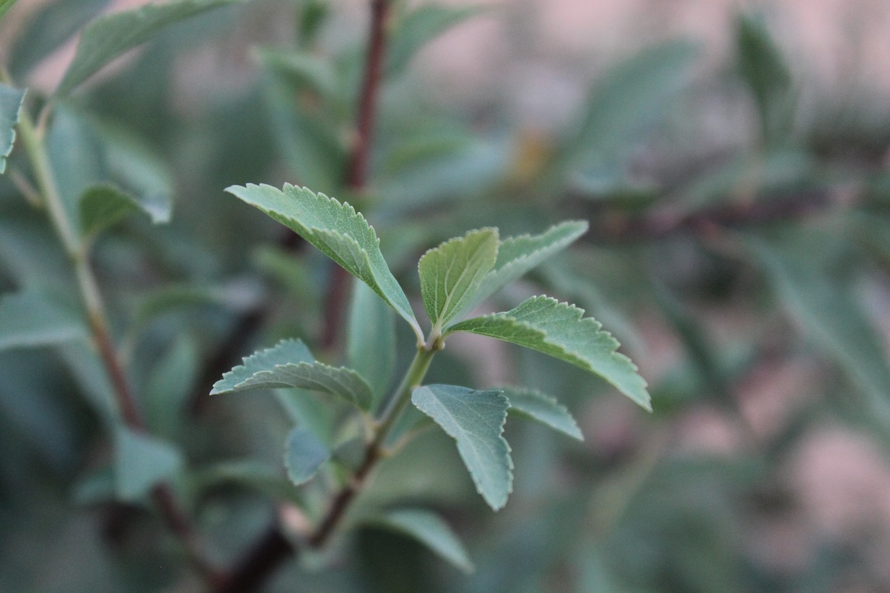 plant green nature free photo