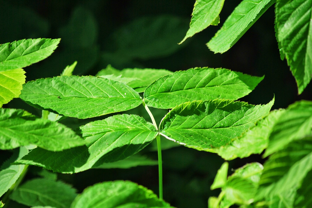 plant green foliage free photo