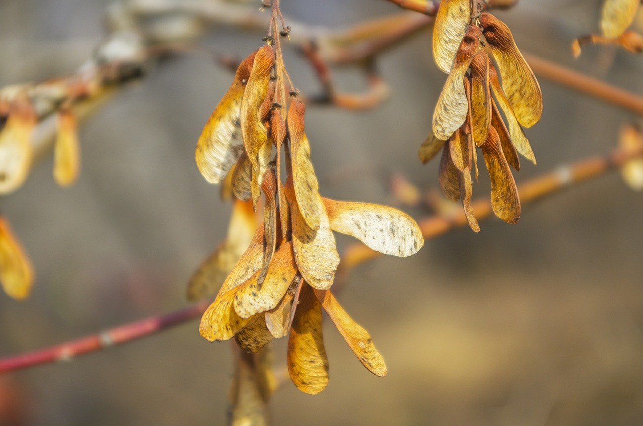 plant beans wallpaper free photo