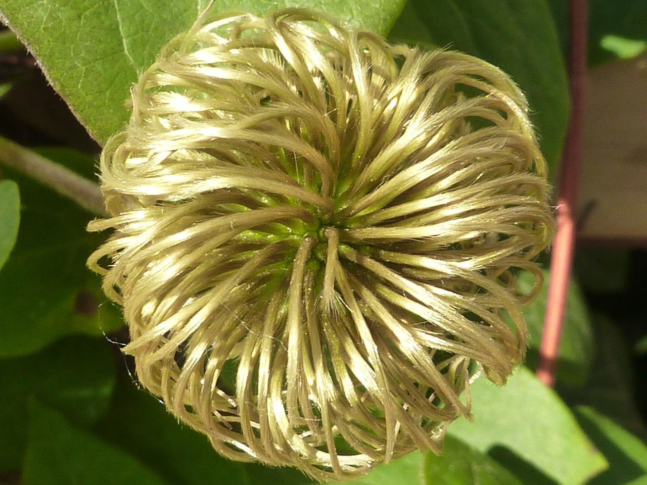 plant clematis fruit free photo