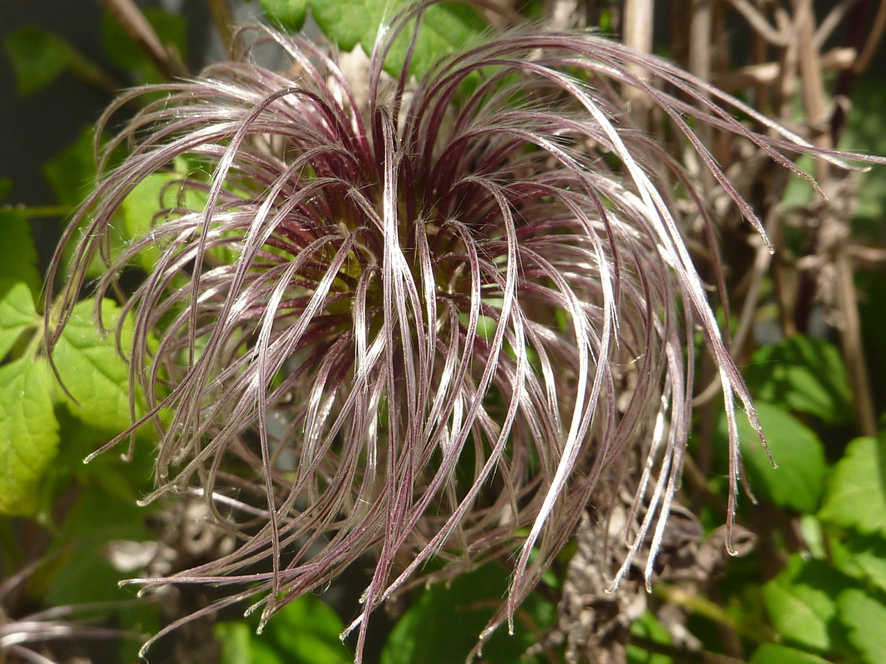 plant clematis fruit free photo