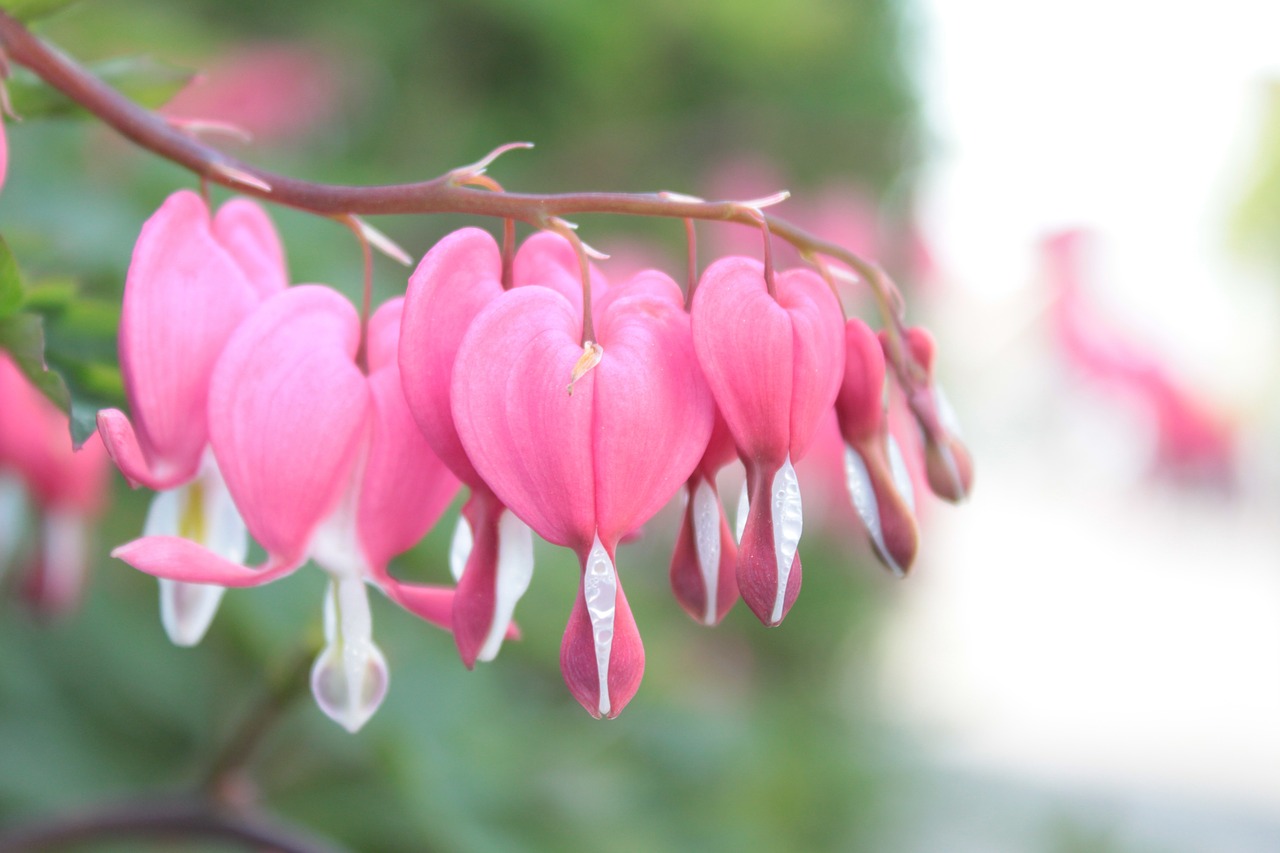 plant heart bleeding heart free photo