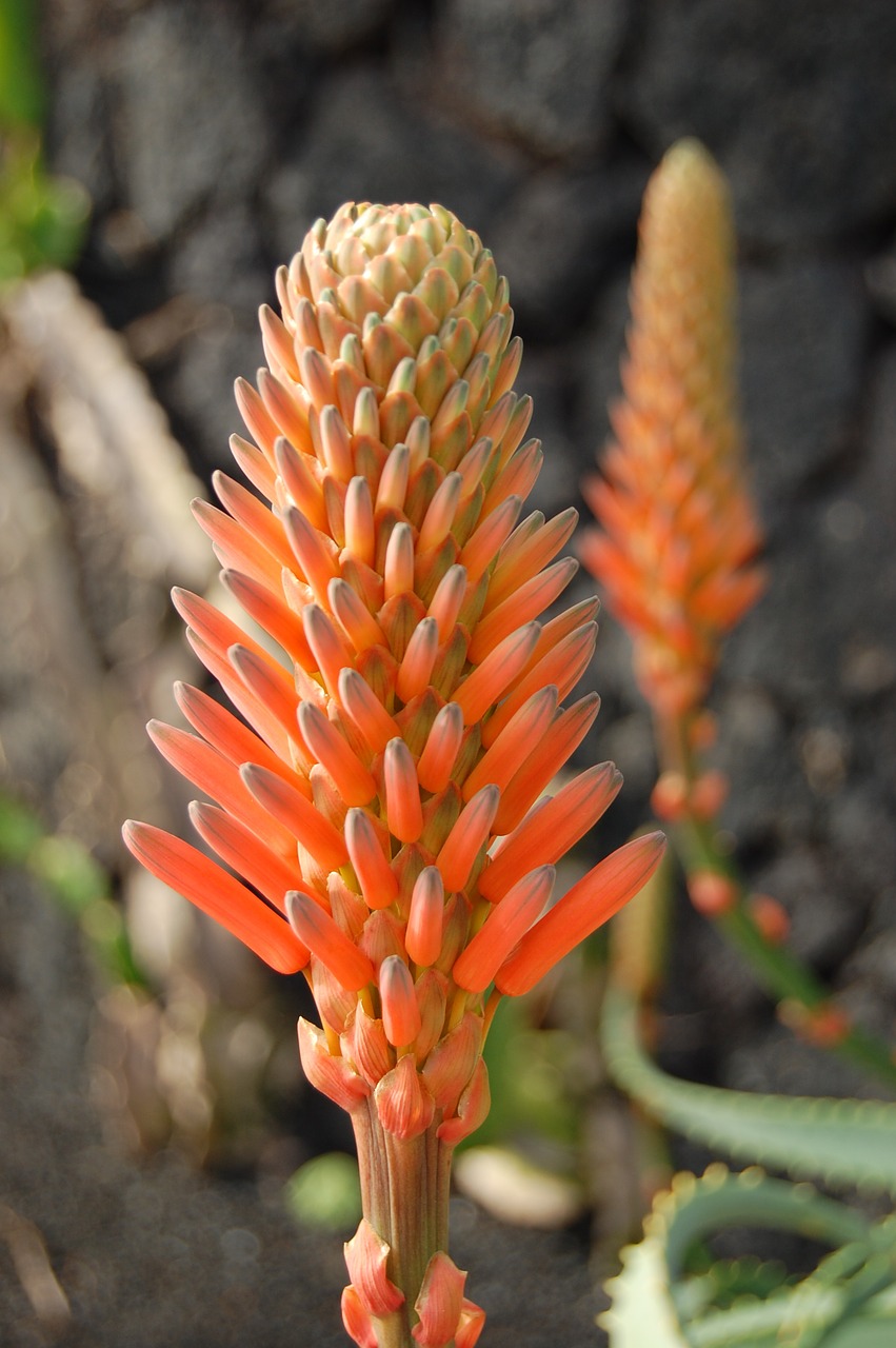 plant orange flower free photo