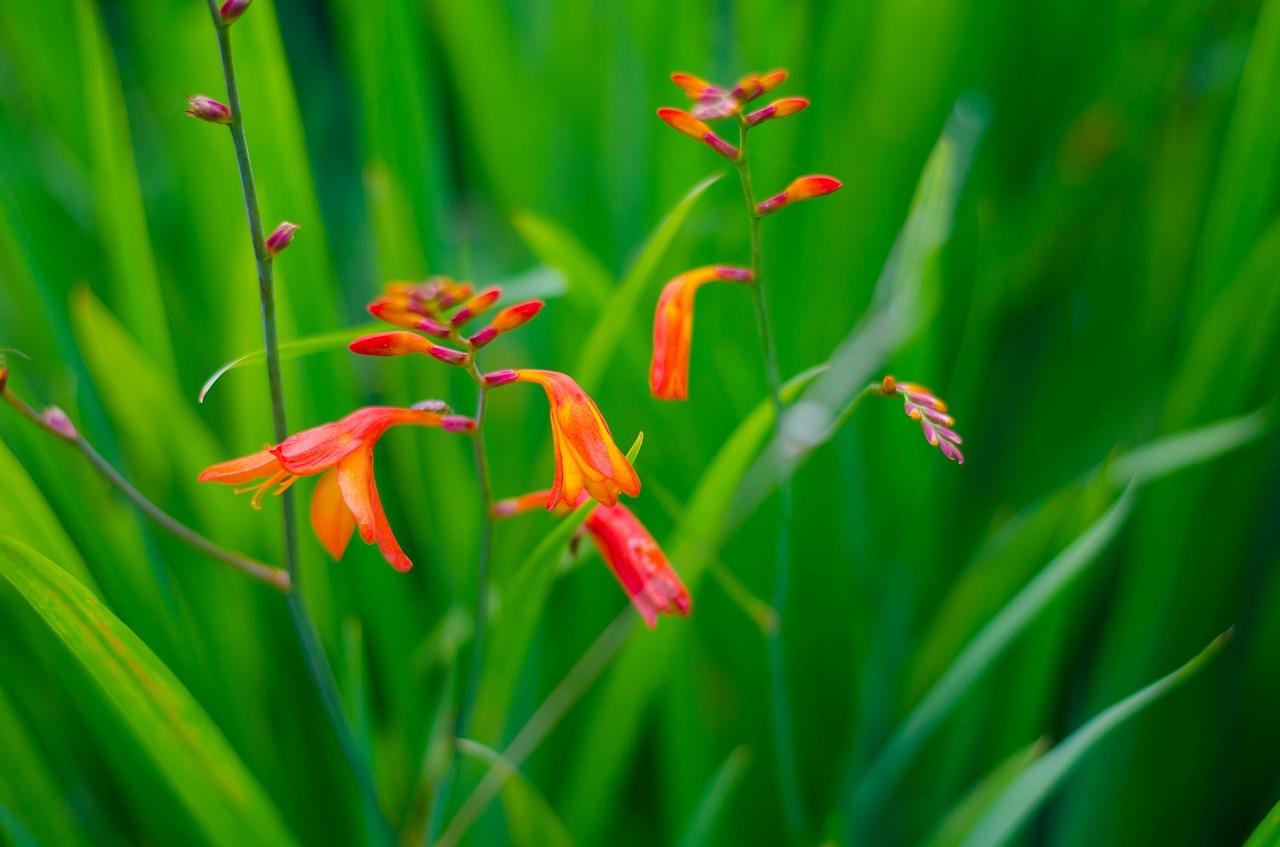 plant grass flower free photo