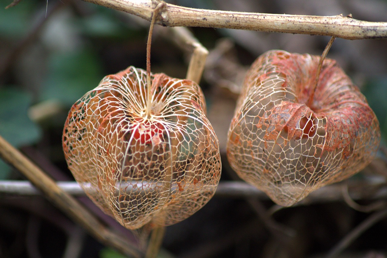 plant fruit structure free photo