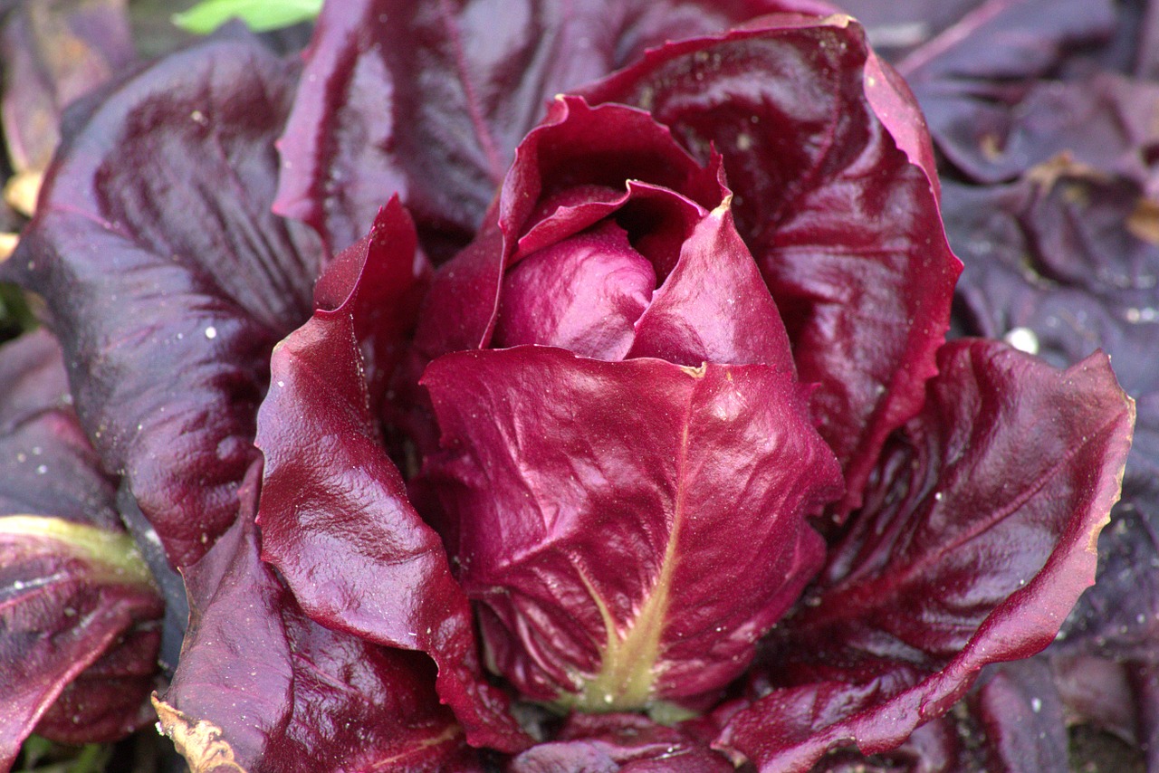 plant salad red free photo