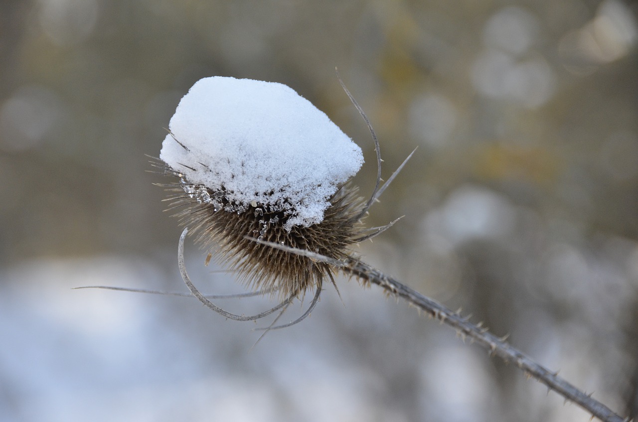 plant thistle snow free photo