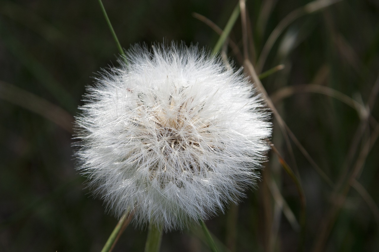 plant white nature free photo