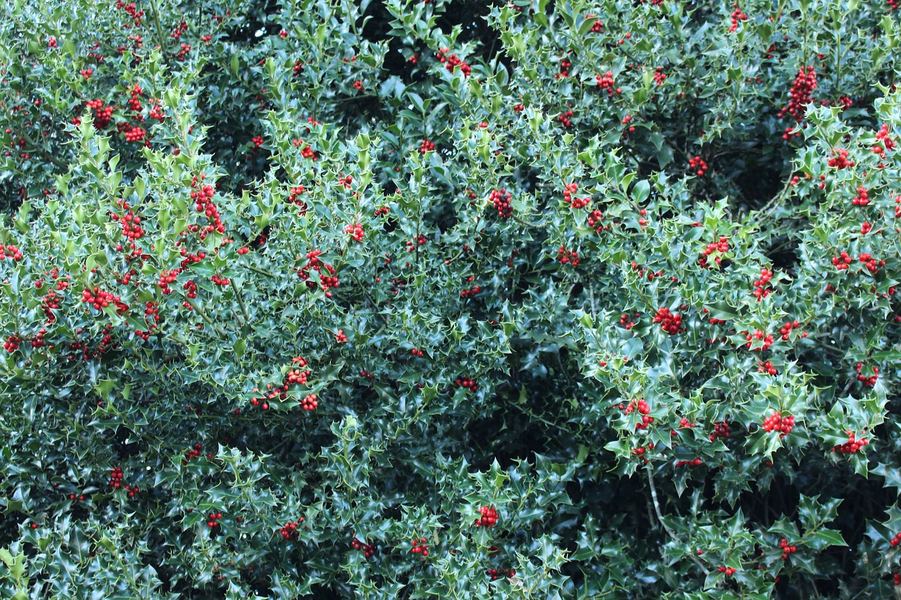 plant green berries free photo