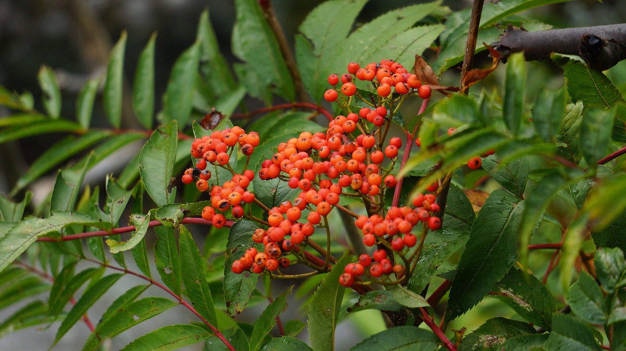 plant berries orange free photo