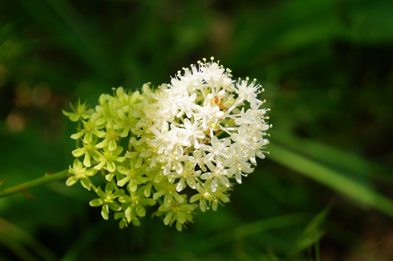 plant wild flower free photo