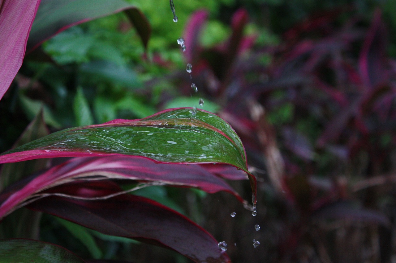 plant water droplets still life free photo