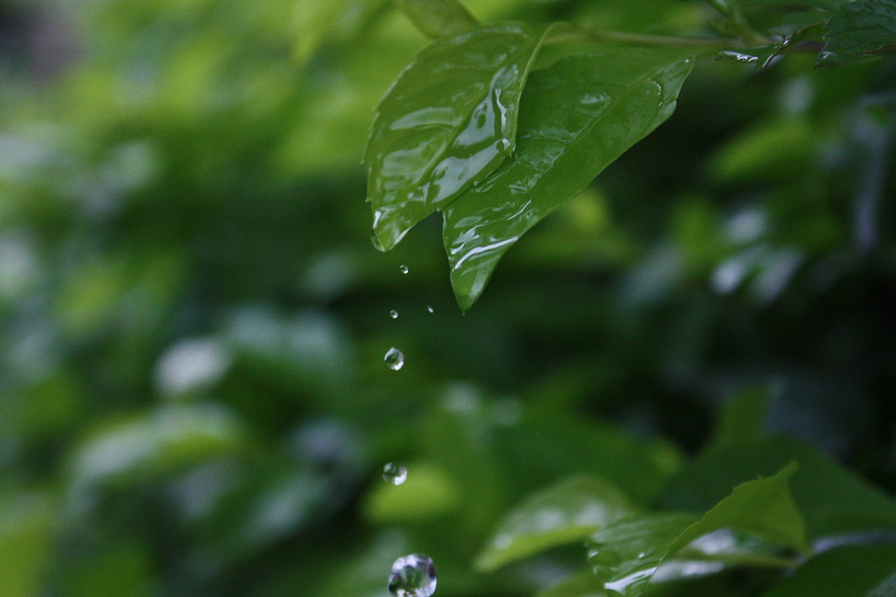 plant water droplets still life free photo