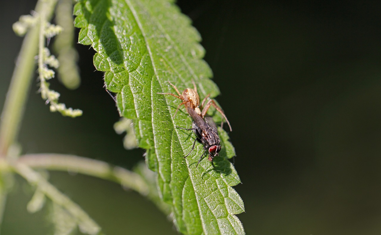 plant insect nature free photo