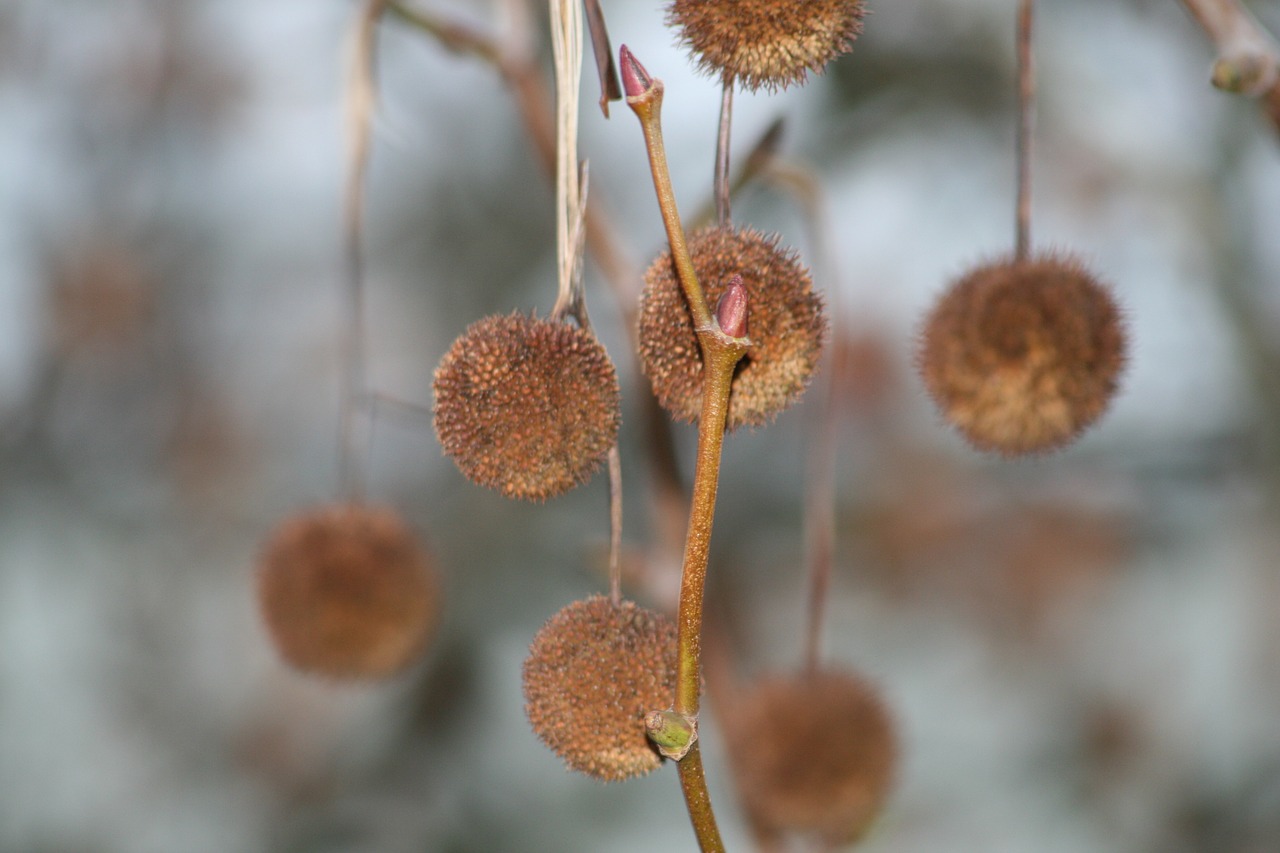 plant bud branch free photo