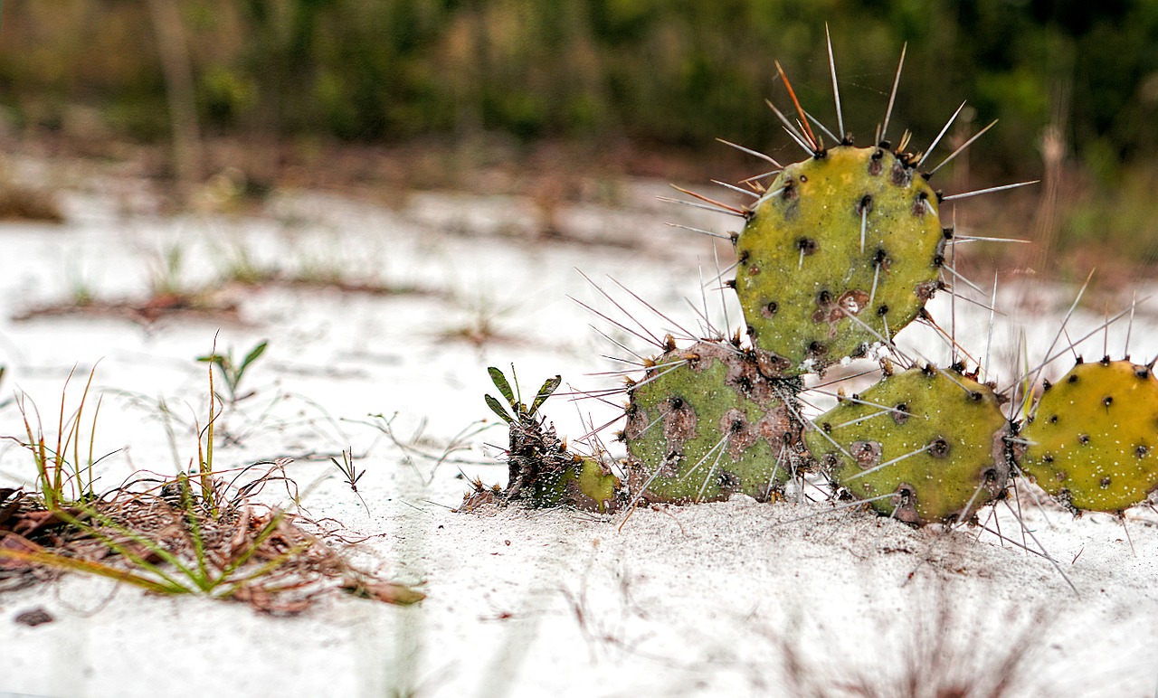 plant cactus sand free photo