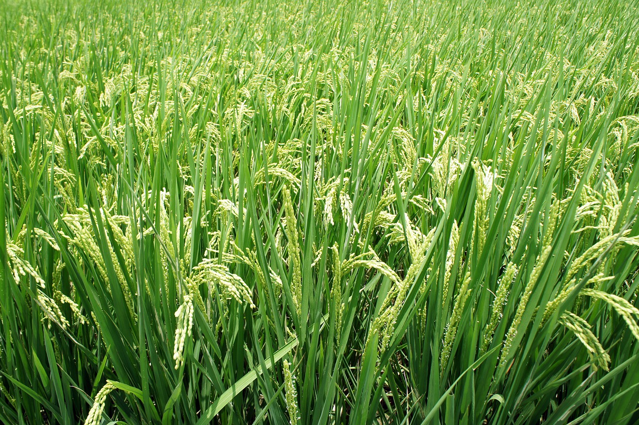 plant rice spike free photo