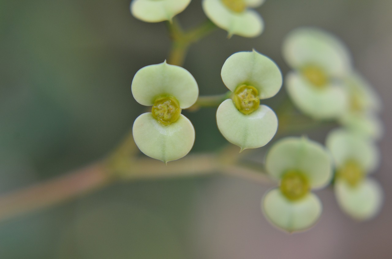 plant macro fresh free photo