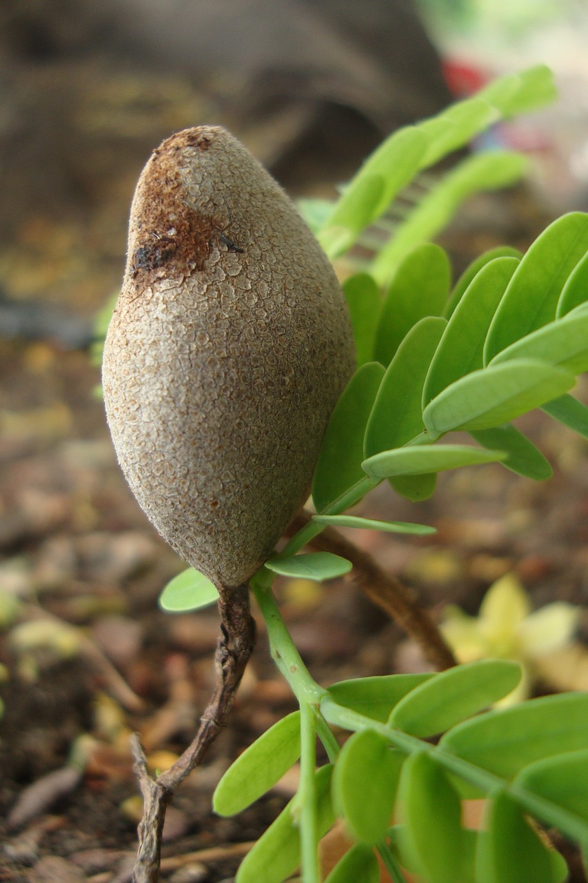 plant nature garden free photo