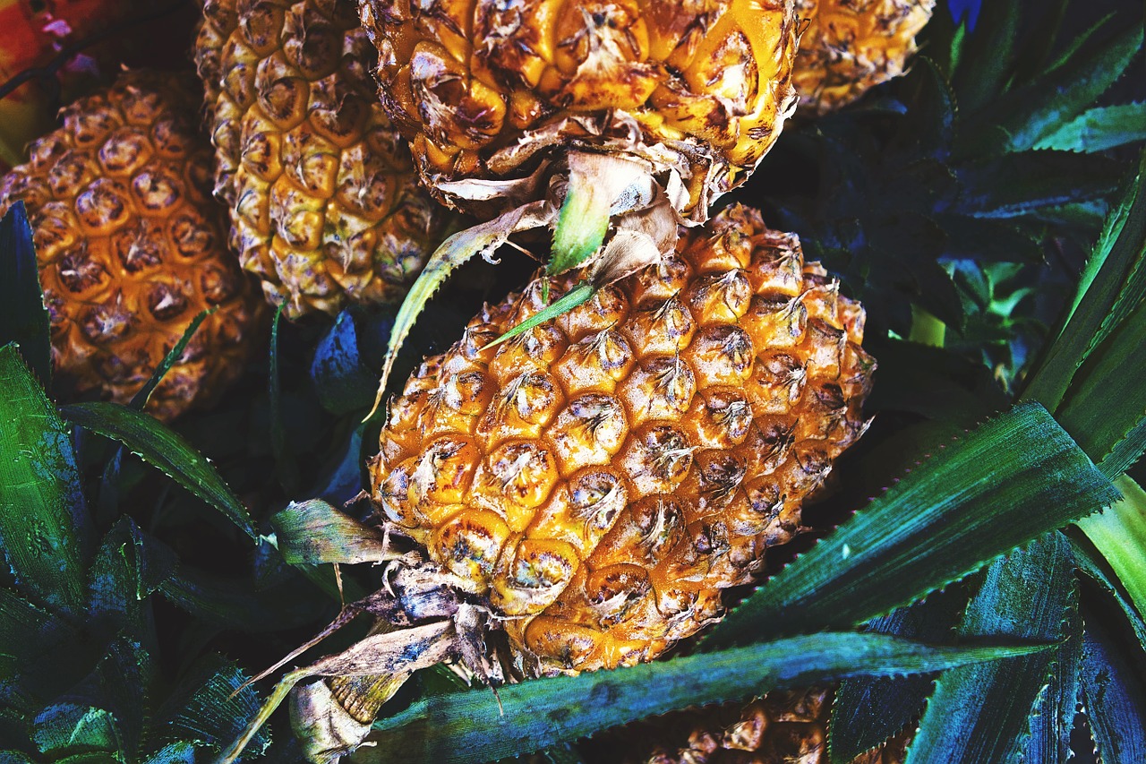 plant fruits pineapple free photo