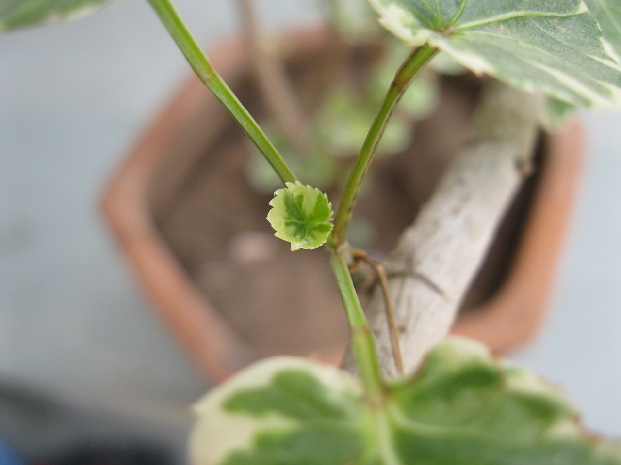 plant leaf macro free photo