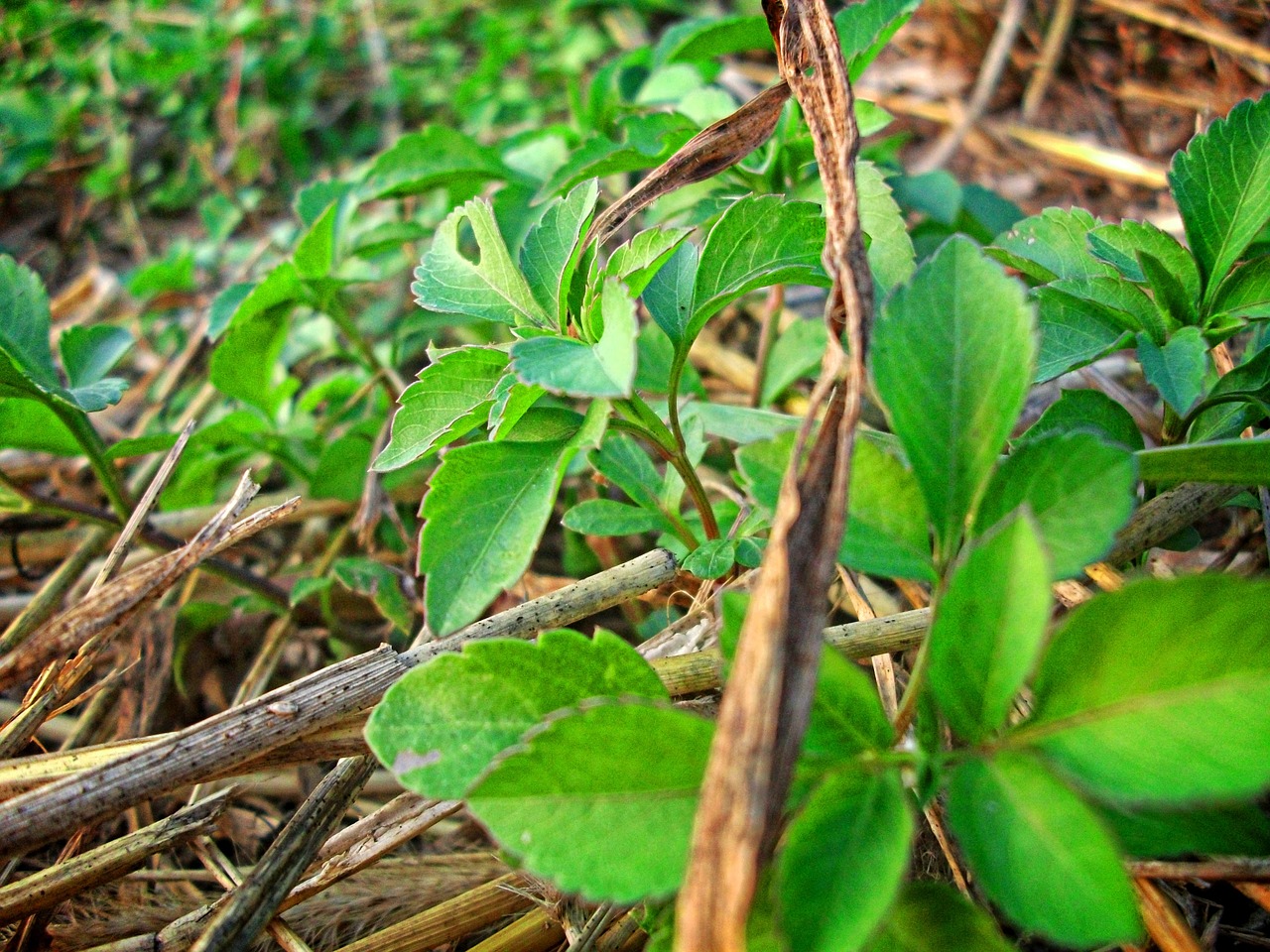 plant life on free photo