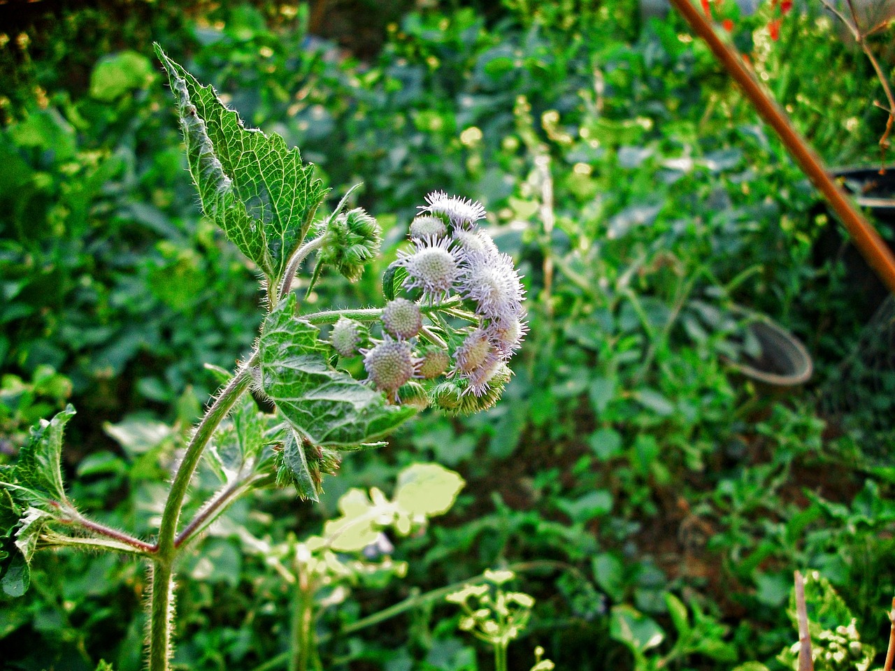 plant life on free photo