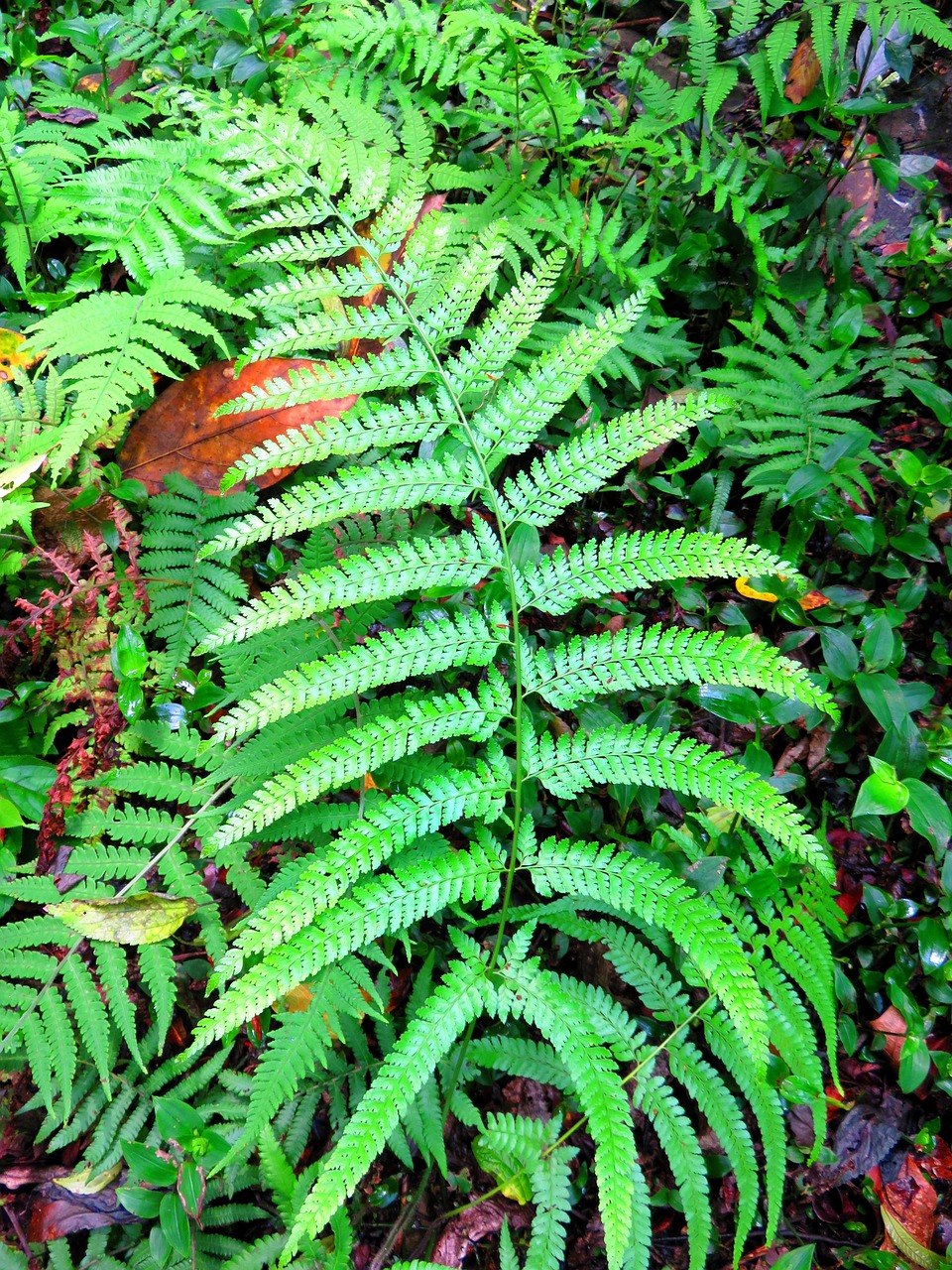 plant fern green free photo