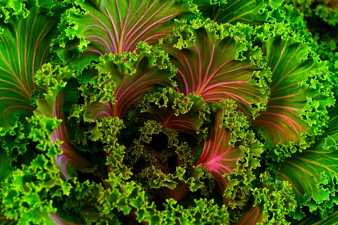 plant mangel kale free photo