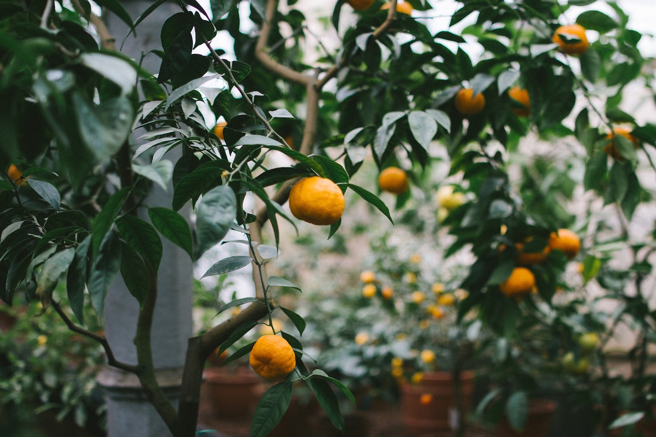 plant tree oranges free photo