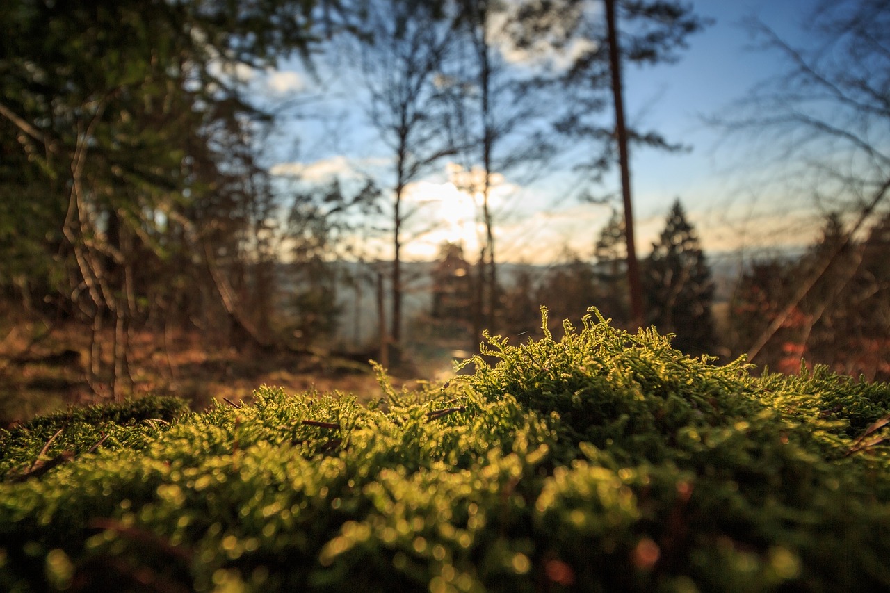 plant green moss free photo