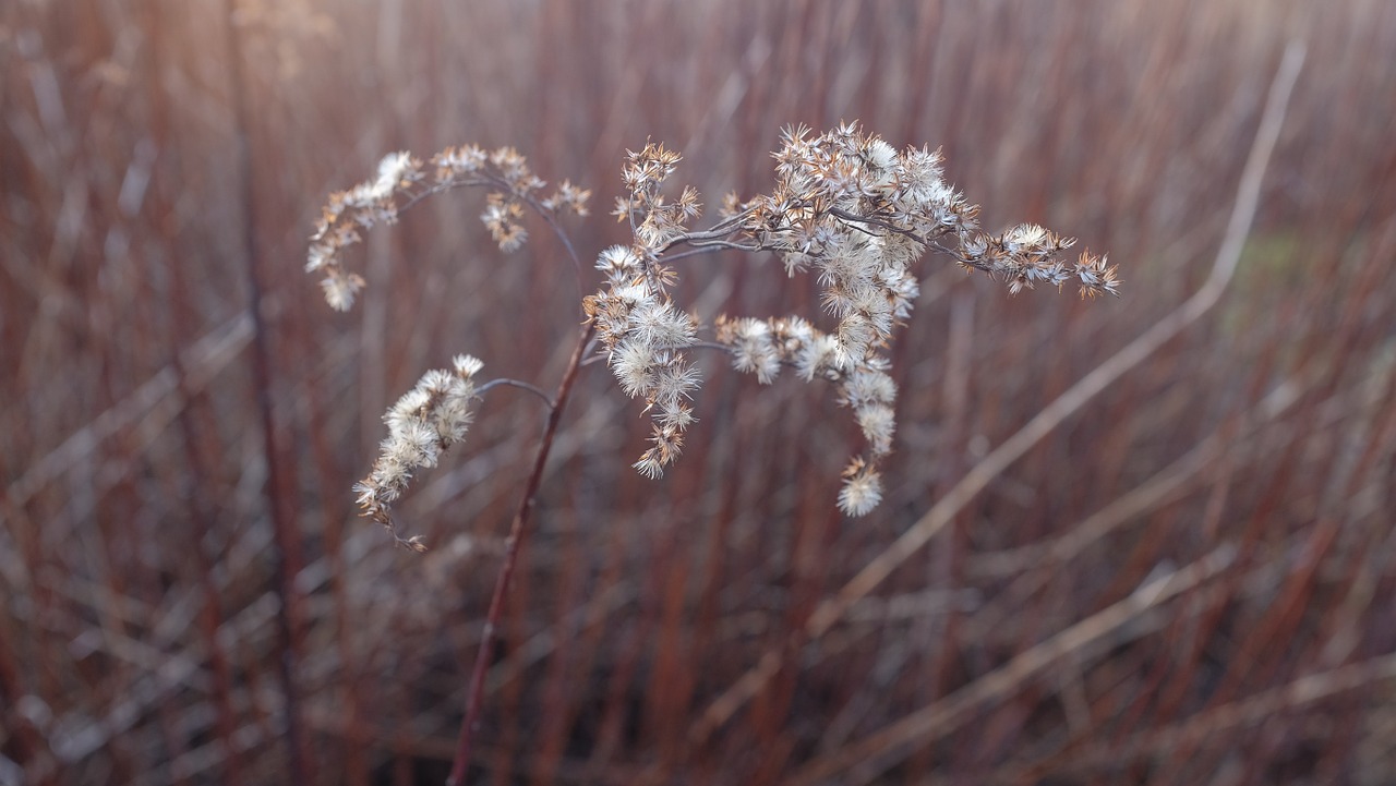 plant flower wildflower free photo