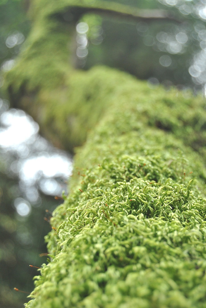 plant moss fallen free photo