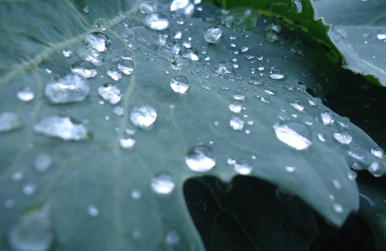 plant vegetables drop of water free photo