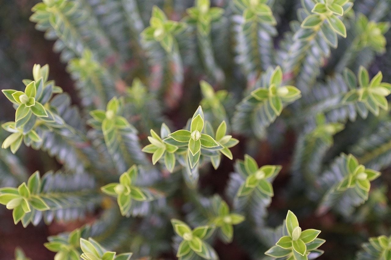 plant green macro free photo