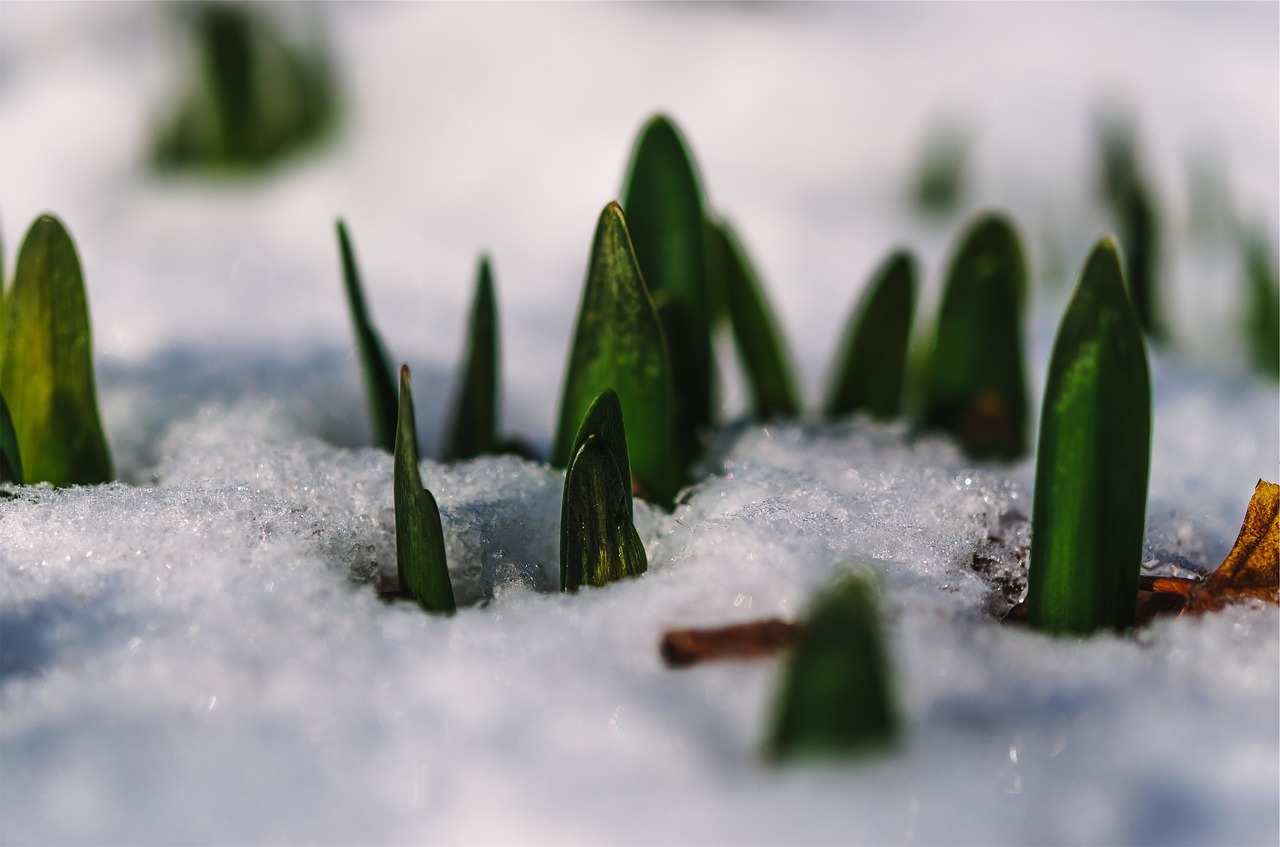 plant ice snow free photo