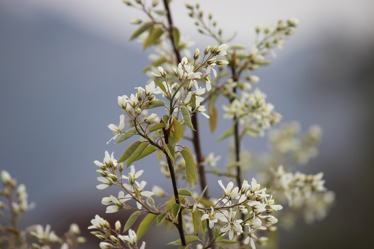 plant tree blossom free photo