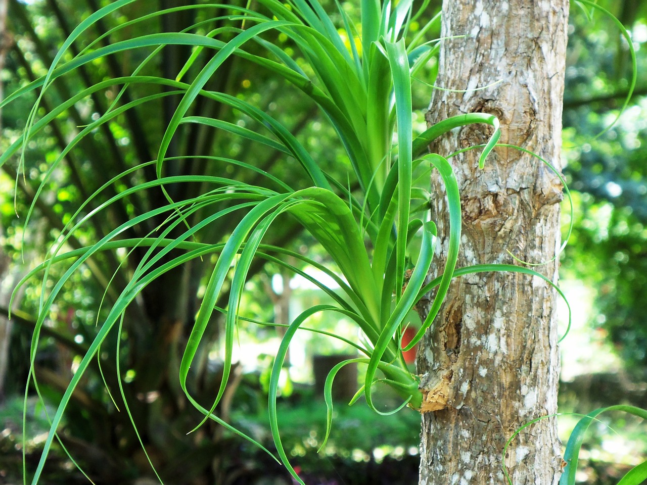 plant mexico exotic free photo