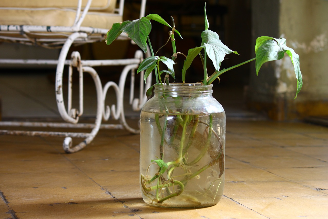 plant bottle old free photo